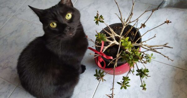 L’oggetto che attira i peli di cane e gatto come una calamita