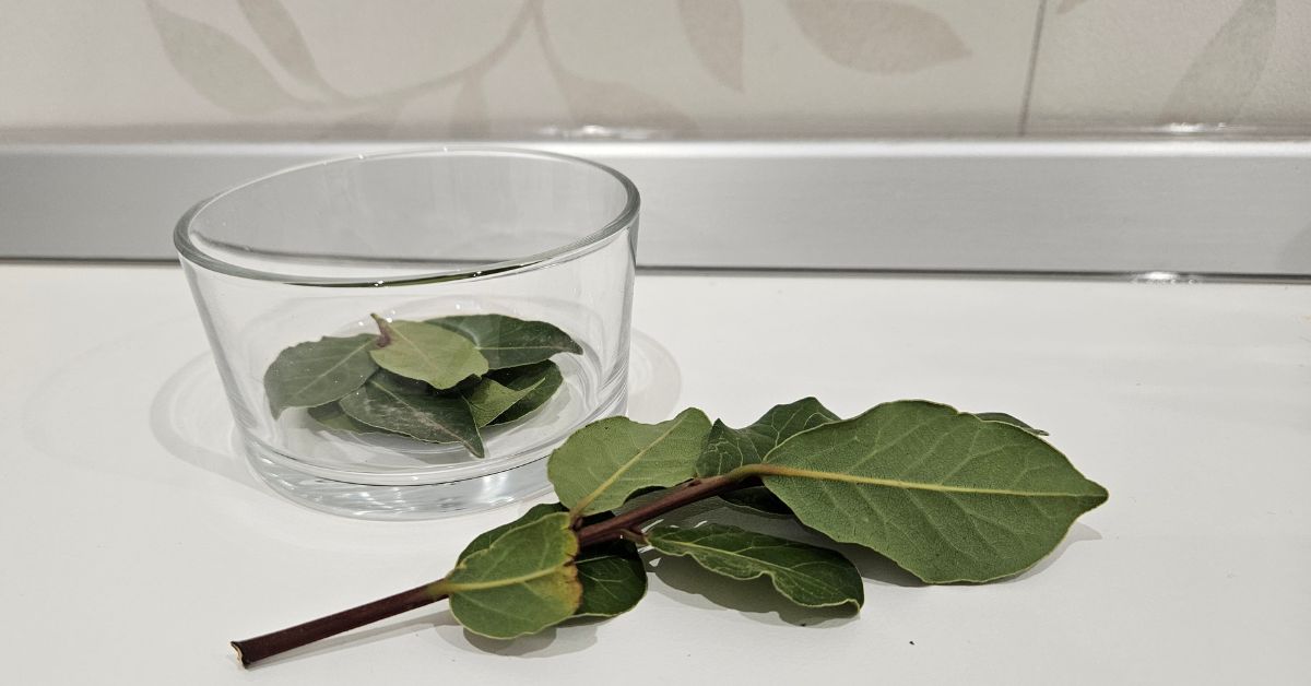 Ecco perché tutti stanno nascondendo una foglia di alloro nei cassetti Ecco perché tutti stanno nascondendo una foglia di alloro nei cassetti