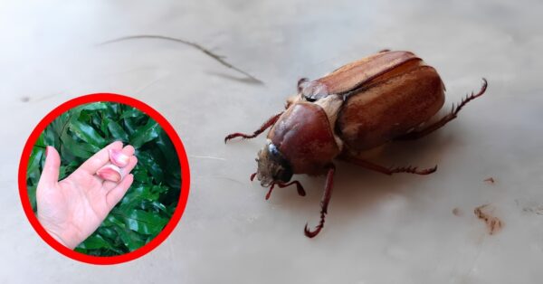 Escono la sera in questi giorni e li chiamano Vaccarielli di San Giovanni