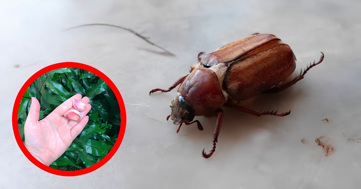 Escono la sera in questi giorni e li chiamano Vaccarielli di San Giovanni Escono la sera in questi giorni e li chiamano Vaccarielli di San Giovanni
